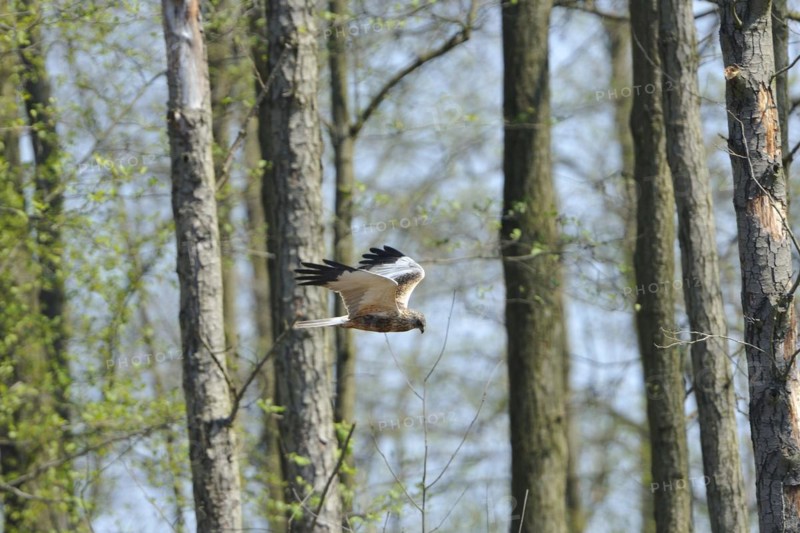 Marsh harrier on the prowl.western marsh-harrier (Circus aeruginosus), male in flight, Western Marsh Harrier in fly
