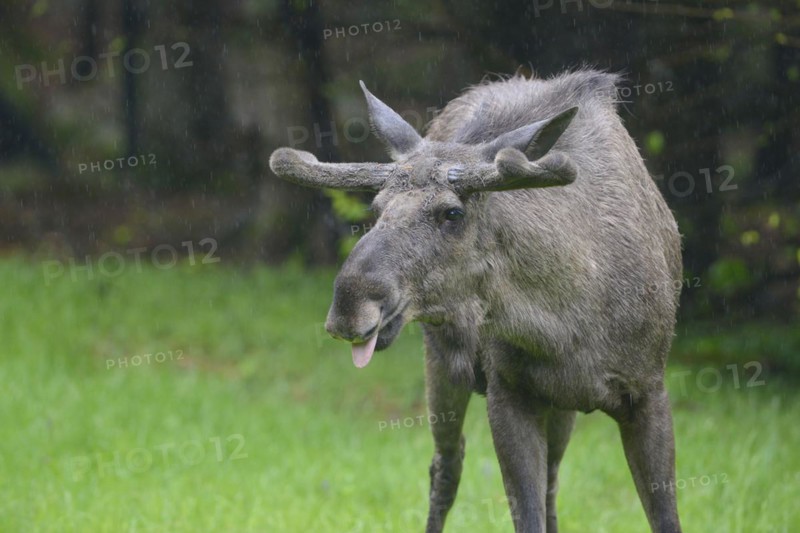 Male moose in a meadow