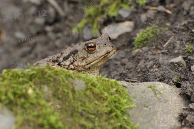 Common Toad in the forest in autumn. Common toad in the forest, in autumn