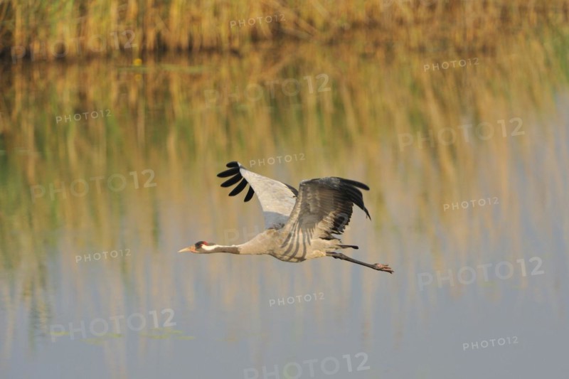 Common Crane in the Oberlausitz.grey crane in flight