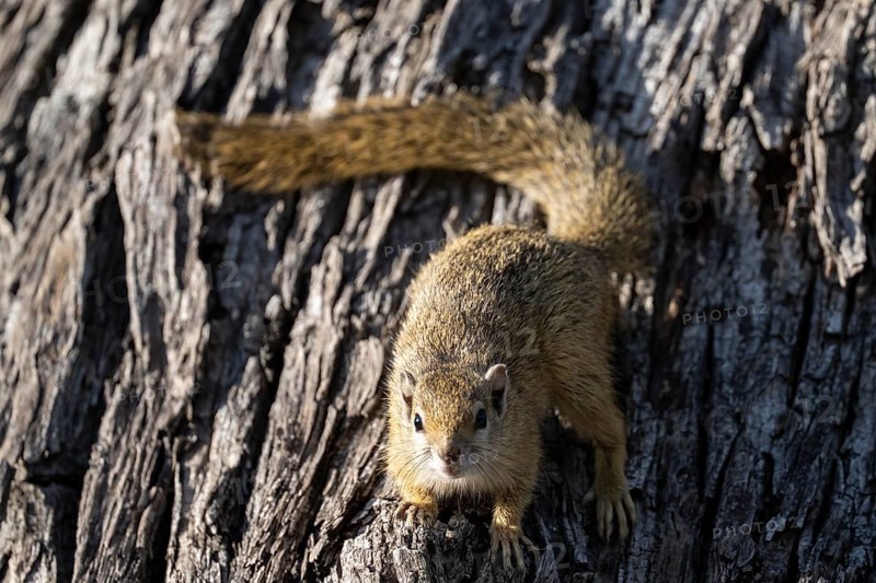 Tree squirrel, African bush squirrel (Paraxerus cepapi), Moremi Game Reserve, Okavango Delta, Maun, Botswana