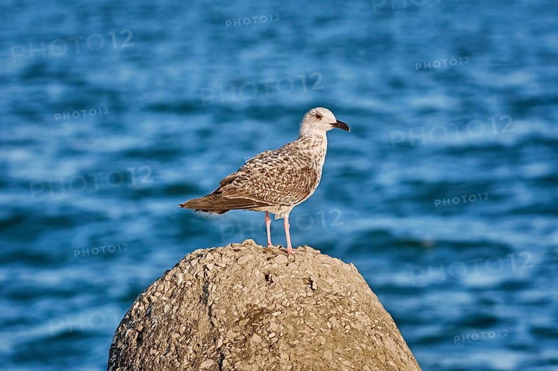 Young Seagull on the Stone against Black Sea Background Varna, Bulgaria