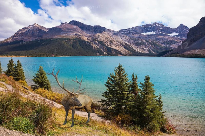 Rocky Mountains of Canada. Red deer on the bank of azure lake