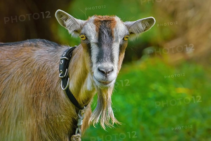 Close-up portrait of billy goat without horns Lietuva