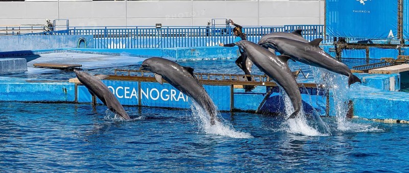 Panoramic photo of a trainer with a group of dolphins in the air in the largest dolphinarium in Europe, Aquarium L'Oceanogràfic (Oceanogràfic València) in the ultra-modern science complex in a landscaped park Ciudad de las Artes y de las Ciencias, Quatre Carreres, Valencia, Valencian Community, Province of Valencia, Spain