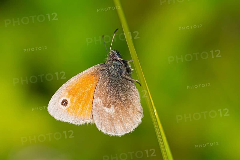 Dusky Meadow Brown), Hyponephele lycaon), animals, insects, butterfly, butterfly, lateral, Alsenz, Rhineland-Palatinate, Federal Republic of Germany