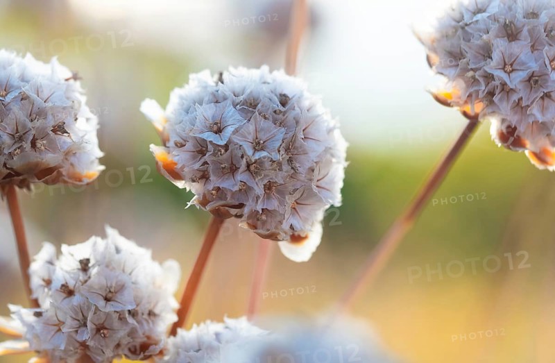 Beach carnation