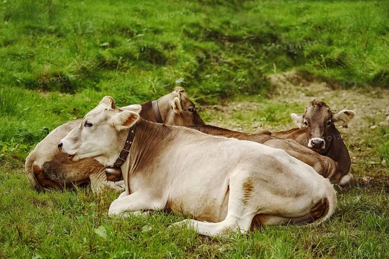 Dairy Cattle in the Traditional Pasture. Bolsternang, Germany Bolsternang, Germany