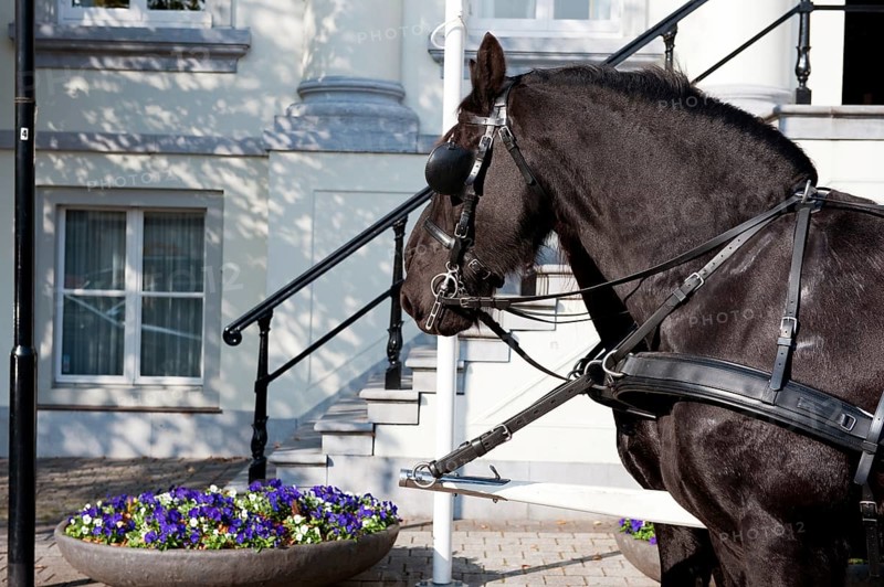 Horses by the white town hall stairs