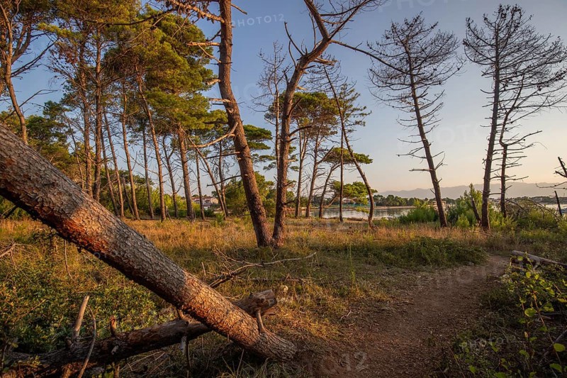 Landscape shot by the sea with pine forest on the coast. Morning atmosphere at sunrise in a landscape shot on the island of Vir, Zadar, Dalmatia, Croatia, Adriatic Sea