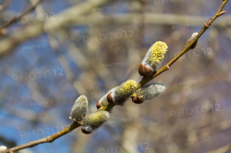 Branch of a blooming palm catkin, Austria