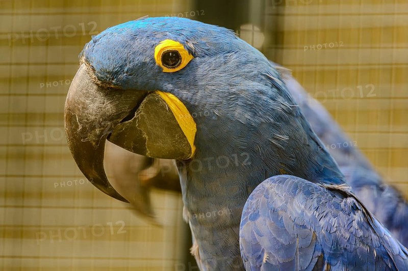 Portrait of a Hyacinth Macaw in Straubing Zoo, Lower Bavaria