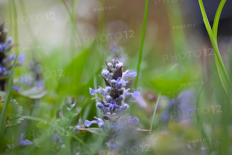 Blue bugle (Ajuga reptans) in a meadow, Leoben, Styria, Austria