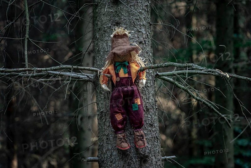 Shabby doll, stuffed with hay, a scarecrow, sitting between two branches of a tree without leaves, in a dark forest. Halloween context