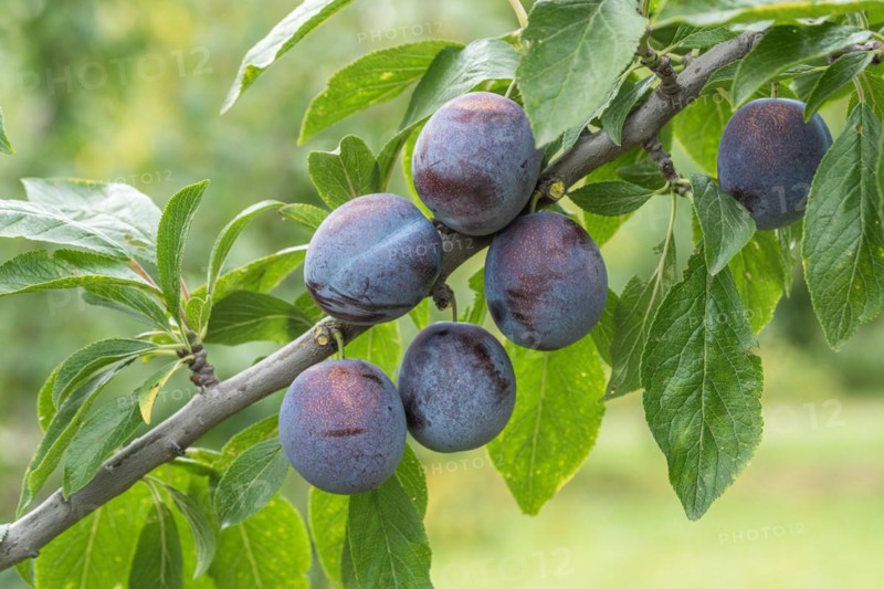 Plum (Prunus domestica 'Anna Späth'), Bundessortenamt Prüfstelle Wurz, Germany