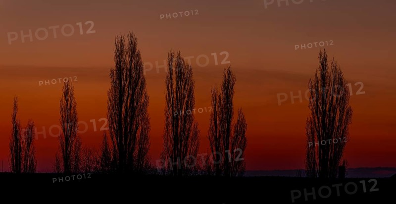 Poplars in front of a red sky at sunrise, Timmerlah, Braunschweig, Lower Saxony, Germany