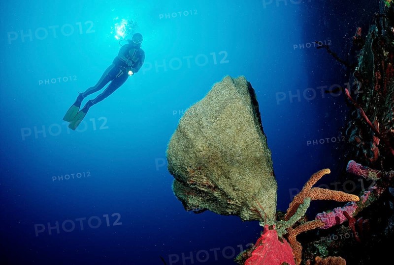 Coral reef and divers, Catalina, Caribbean Sea, Dominican Republic