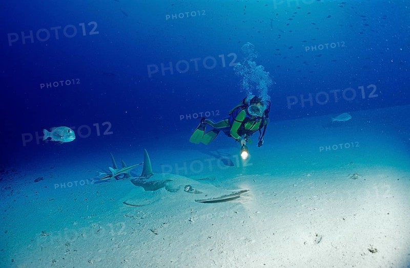 Common guitarfish and diver, Rhynchobatus djiddensis, Maldives, Indian Ocean, Ari Atoll