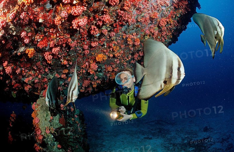 Longfin batfish and diver on a shipwreck, Platax teira, Maldives, Indian Ocean, Ari Atoll