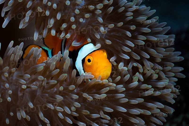Clown anemonefish in sea anemone, Amphiprion percula, Cenderawasih Bay, West Papua, Indonesia
