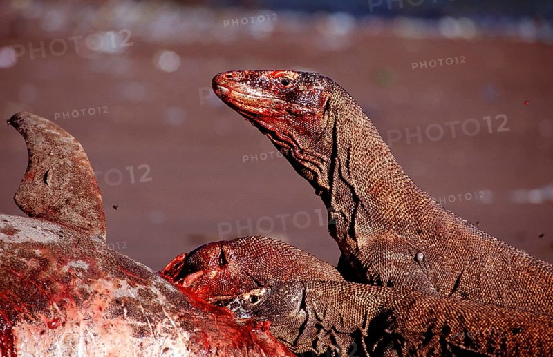 Komodo dragons eat dead dolphin, Varanus komodoensis, Rinca, Komodo National Park, Indonesia
