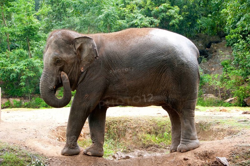 The Asian or Asiatic Elephant (Elephas maximus) is the only living species of the genus Elephas and is distributed throughout the Subcontinent and Southeast Asia from India in the west to Borneo in the east. Asian elephants are the largest living land animal in Asia. There are around 2, 600 elephants living in Thailand, with the majority being domesticated