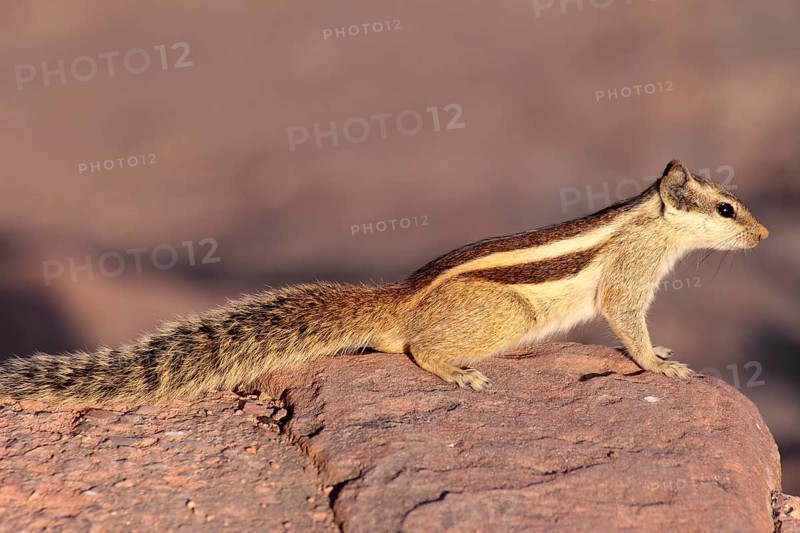 Close-up photo of chipmunk in India