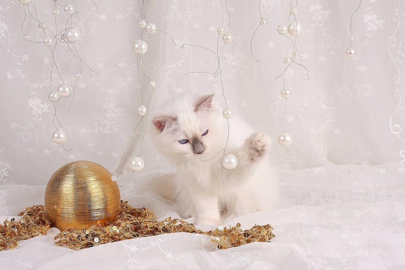 SACRED CAT OF BIRMA, BIRMAN CAT, LITTER, KITTEN, PLAYS WITH BEADS, SACRED CAT OF BIRMA