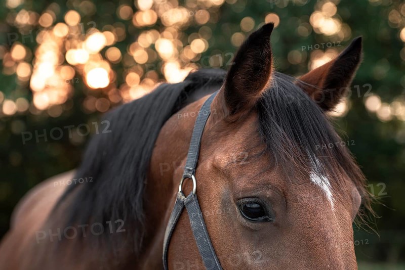 Portrait of a dark brown horse with a white spot on forehead, looking down with sad eyes, an image with selective focus in the morning light
