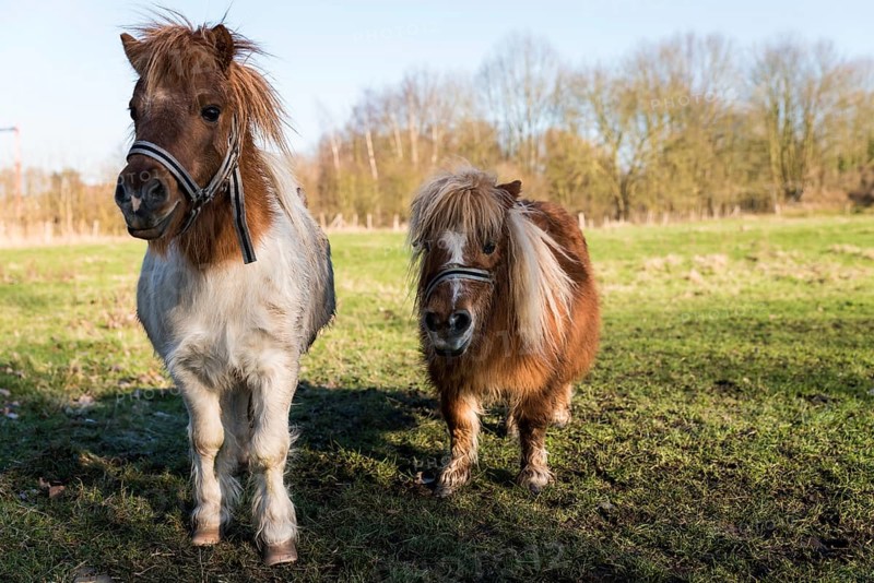 Two pony horses at the Belgian countryside near Zoutleeuw