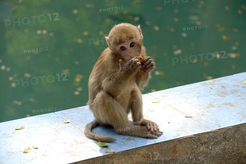 Rhesus monkey, monkey cave, Thailand