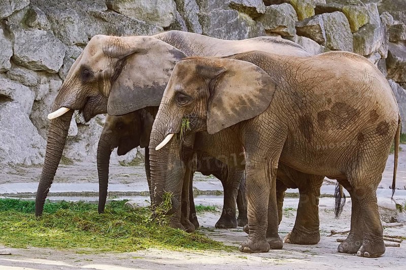 Asiatic Elephants (Elephas Maximus) Eating the Grass Vienna, Austria