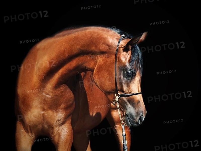 Portrait of young bay arabian filly at black background