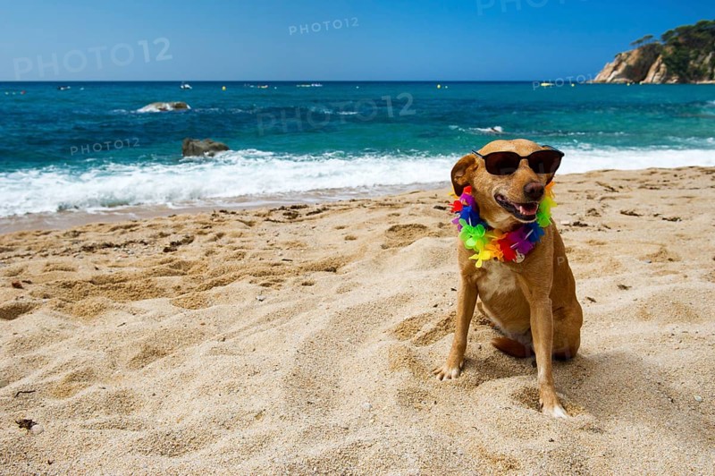 Relaxing dog at the beach with flowers garland