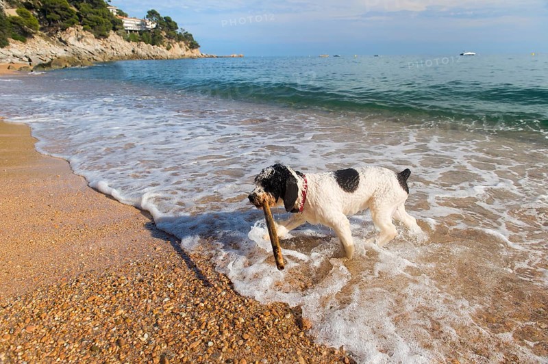 Dog playing with stick in the sea