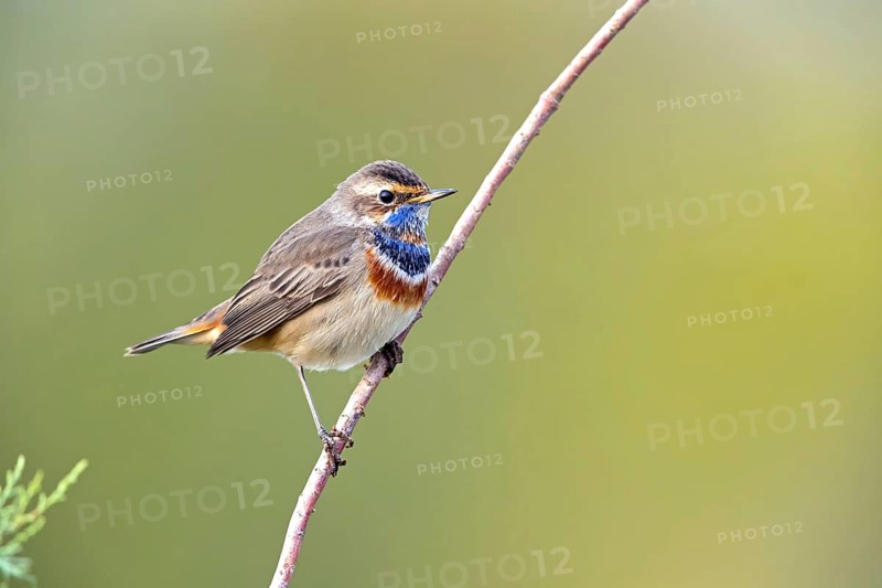 Bluethroat (Luscinia svecica), (Luscinia svecicus), Rhineland-Palatinate, Germany