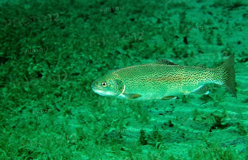 Rainbow trout, Oncorhynchus mykiss, Germany, Bavaria