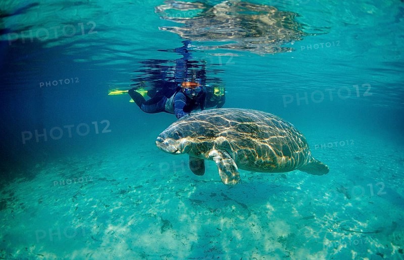 Round-tailed manatee and snorkeller, Trichechus manatus latirostris, USA, Florida, FL, Crystal River