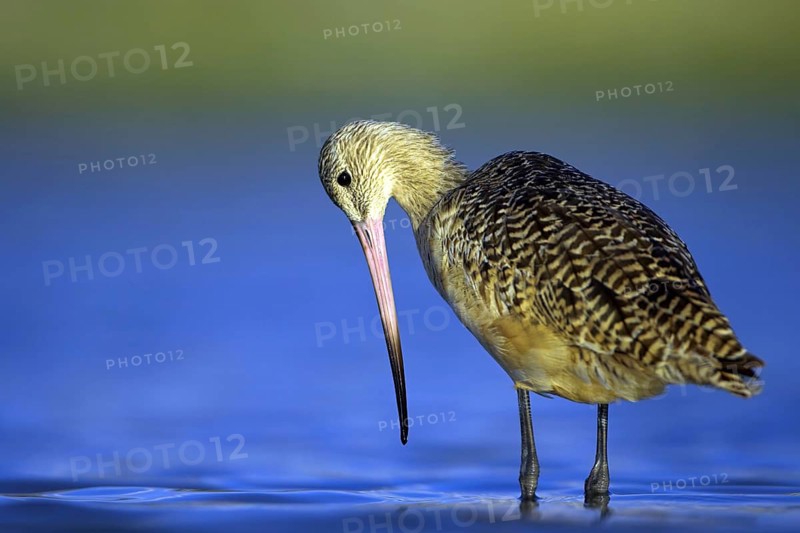 Birds, marbled godwit, (Limosa fedoa), searches for prey in water, biotope, habitat, USA, Florida, Everglades National Park, Little Estero Lagoon, Ft. Myers Beach, Florida, USA