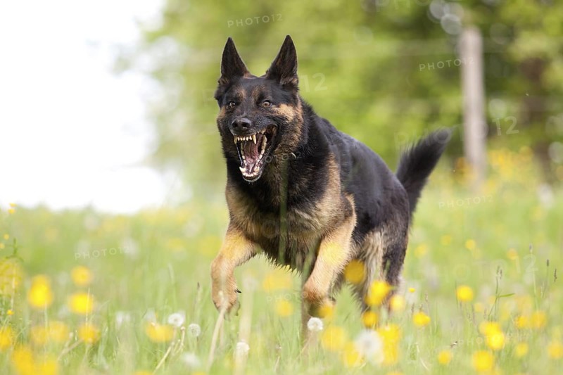 Attacking dog. Aggressive German shepherd dog running nearby with mouth open and showing teeth head-on