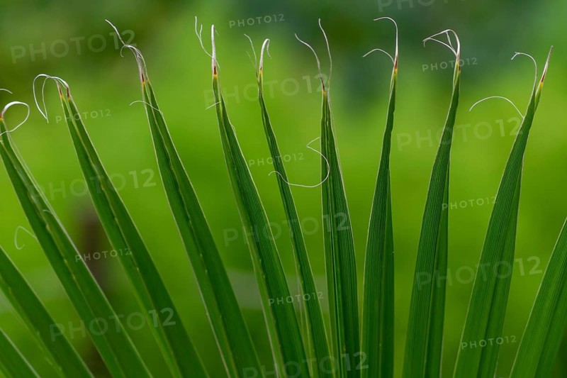 City park landscape with different tropical plants and flowers. Selective focus on palm tree