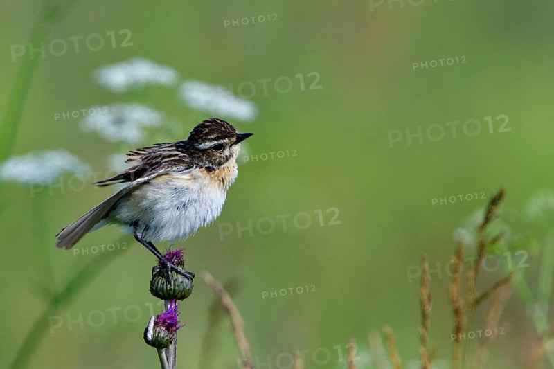 Whinchat (Saxicola rubetra)