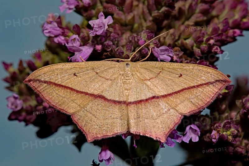 Dock moth (Timandra comae)