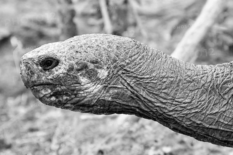Galápagos giant tortoise (Chelonoidis nigra)