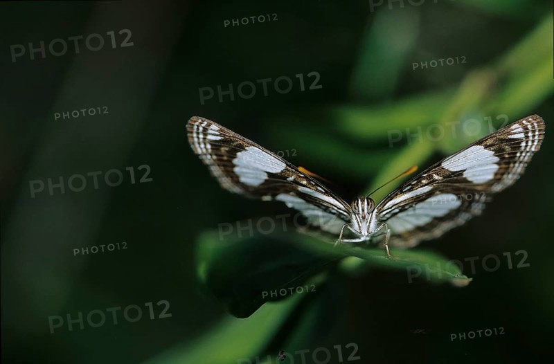 Tropical spotted moth (Nymphalidae)