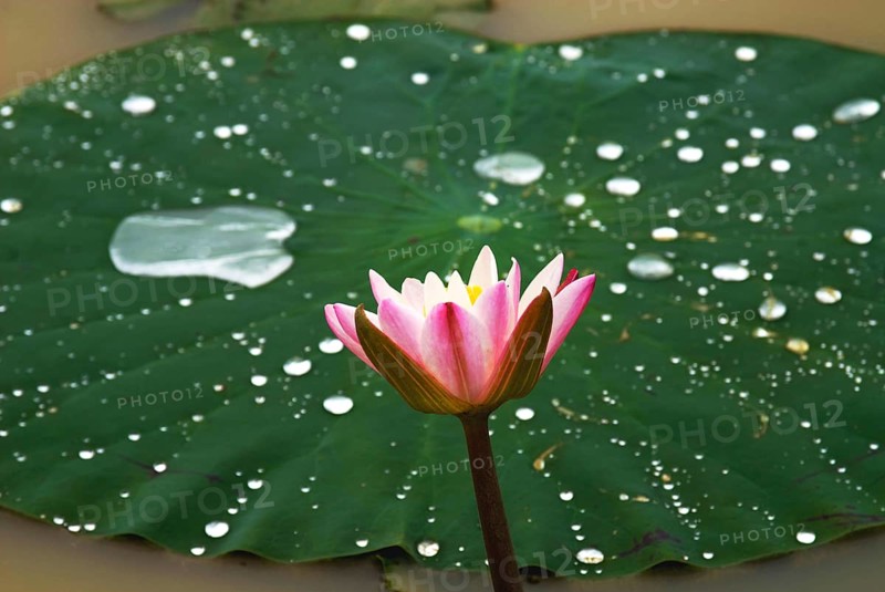 Lotus nelumbo nucifera