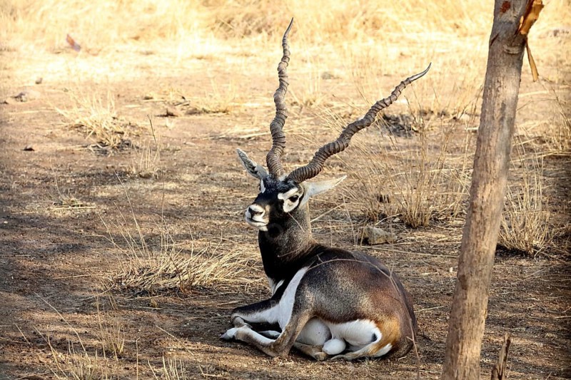 Black buck, sasan gir, Gujarat, India, Asia