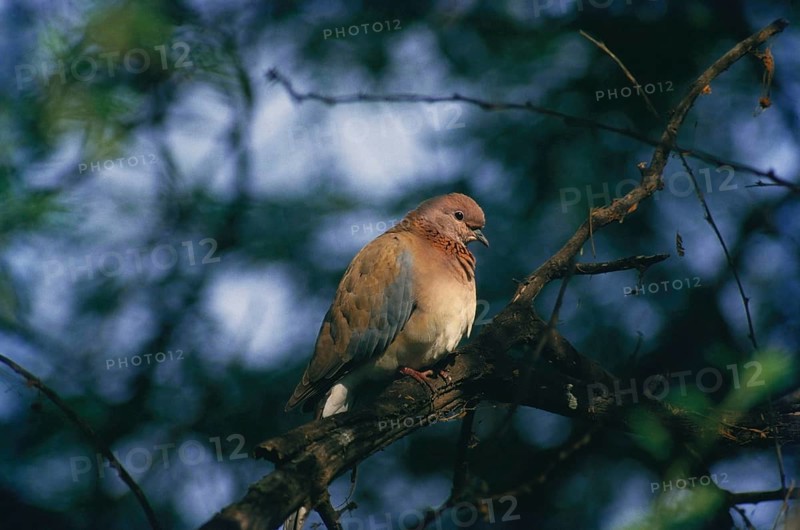 Birds, brown dove or little brown streptopelia senegalensis sitting on branch