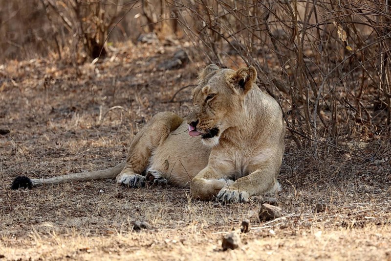 Lioness, sasan gir, Gujarat, India, Asia