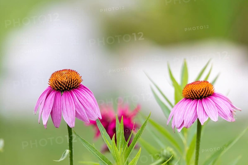 The pale purple coneflower, a threatened species in Wisconsin, is a native species